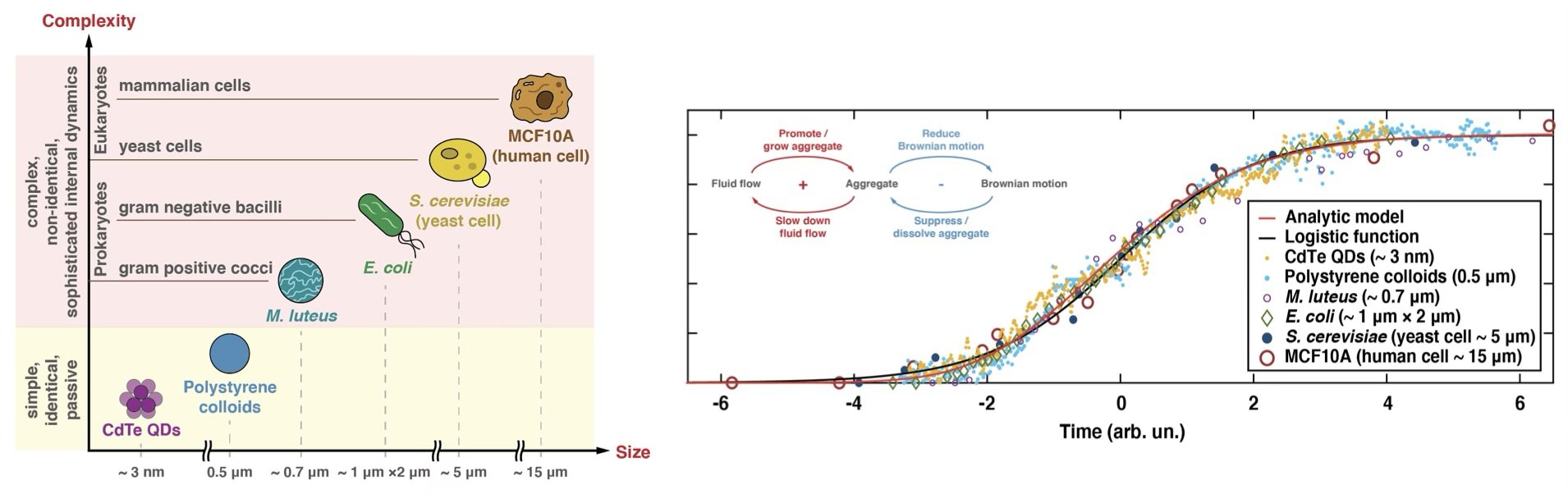 The illustration demonstrates that the growth dynamics of our DCC system remain identical across a wide range of matter, including active quantum dots, passive mesoscale particles, and living organisms, dispersed in diverse liquid environments such as chemicals, water, and growth media. The accompanying graph shows that the measured growth dynamics collapse onto a single curve, highlighting the phenomenon's underlying universality.