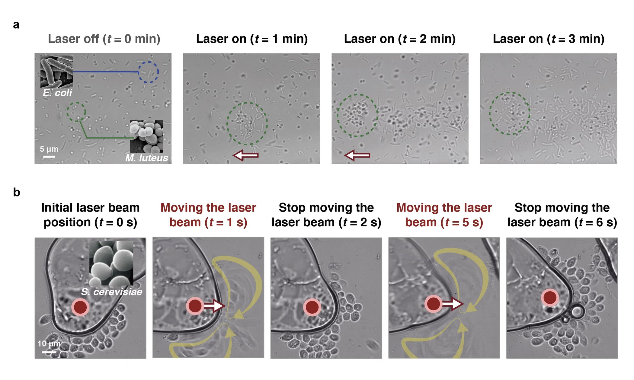 Demonstration of (a) selective sorting of <i>E. coli</i> from <i>M. luteus</i> within an initially homogeneous mixed population, and (b) rapid collection and controlled relocation of <i>S. cerevisiae</i> cells using our DDC system.